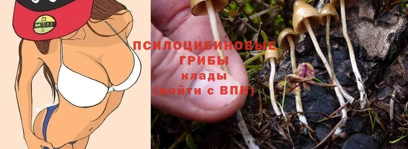 купить   Дигора  Псилоцибиновые грибы Psilocybe 